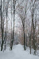 Fototapeta na wymiar snow in the woods