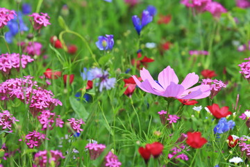 Fototapeta premium Blumenwiese