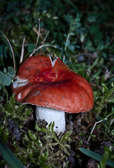 a hidden natural mushroom