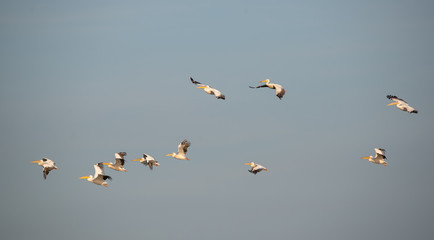 Ak pelikan » Great White Pelican » Pelecanus onocrotalus