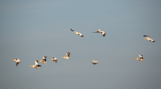 Ak pelikan &raquo; Great White Pelican &raquo; Pelecanus onocrotalus