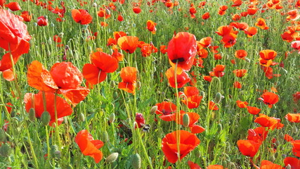 Fototapeta premium Blumenwiese