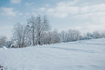 Fototapeta na wymiar woods in the winter