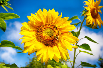 Sunflower against the blue sky. Environmentally friendly production of products. Insect on flower.