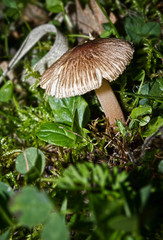 a hidden natural mushroom