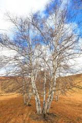 Fototapeta na wymiar Inner Mongolia Ulan grassland scenery white birch