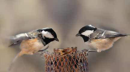 Competition between coal tit on the feeder. One already down, the other just flies. Both want seeds...