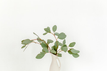Branches of eucalyptus populus in vase on table on light background. Home decor. Blog, website or social media concept .