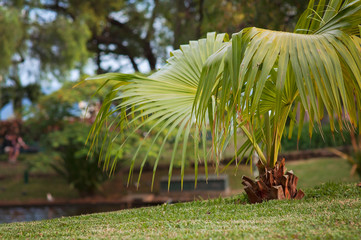 Palm tree in city garden. Experiencing Madeira Funchal and its amazing nature in Portugal, an...