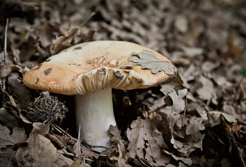 Fototapeta premium a hidden natural mushroom