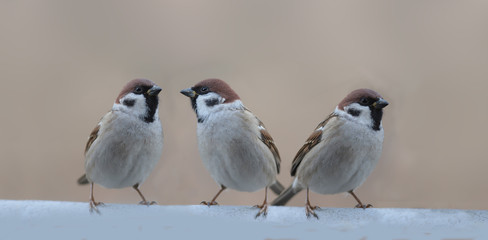 Forest sparrows, they are smaller and not as cheeky as field and house subspecies.  But they're just as little thieves...