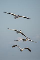 Ak pelikan » Great White Pelican » Pelecanus onocrotalus