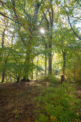 Fototapeta na wymiar Wald im Nationalpark Jasmund auf Insel Rügen