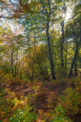 Fototapeta na wymiar Wald im Nationalpark Jasmund auf Insel Rügen