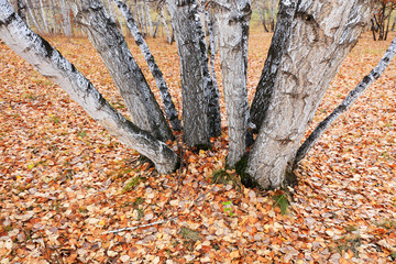 Silver birch in the wild