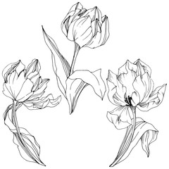 Vector Tulip Black and white engraved ink art. Floral botanical flower. Isolated tulip illustration element.