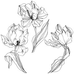 Vector Tulip Black and white engraved ink art. Floral botanical flower. Isolated tulip illustration element.