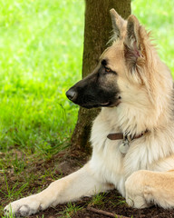 German Shepherd Puppy