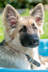 German Shepherd Puppy