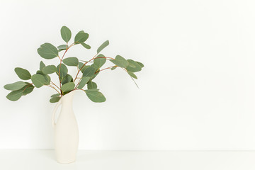 Branches of eucalyptus populus in vase on table on light background. Home decor. Blog, website or social media concept .