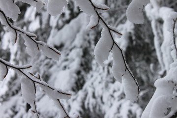 Snowing in the woods