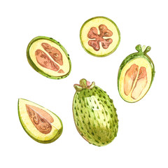 Watercolor illustration feijoa plant. Hand drawn watercolor painting on white background. Watercolor background with feijoa fruit, leaves and feijoa slice.