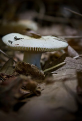 a hidden natural mushroom