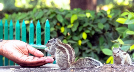 Feeding Indian palm squirrel or three-striped palm squirrel (Funambulus palmarum) - New Delhi, India