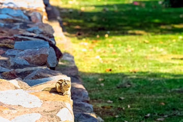 Indian palm squirrel or three-striped palm squirrel (Funambulus palmarum) - New Delhi, India