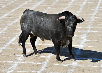toro en españa