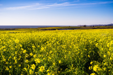 Fototapeta premium Fields of wild mustard on the Pacific Ocean coastline close to Half Moon Bay, California
