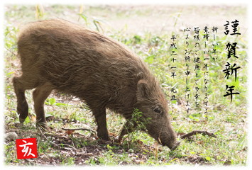 年賀2019　イノシシ