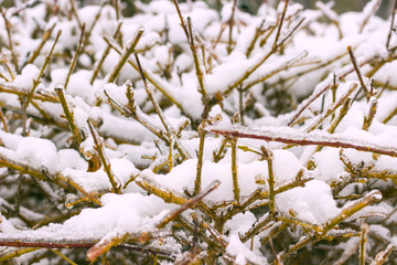 Winter forest. Snow on the branches of trees.