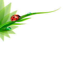 green grass with dew and ladybird