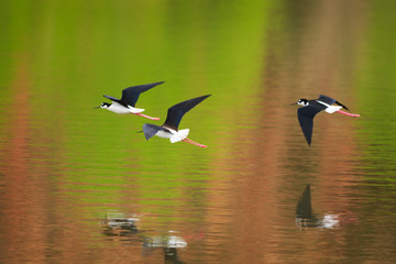 Black-necked Stilts fly over green reflections during spring migration in northern Arizona