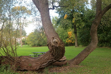 twisted tree in park