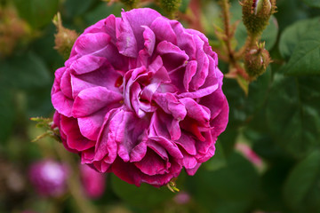 Pink rose at Killerton