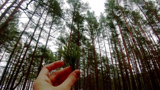 watching in close-up the nature, a little branch with some niddle, some leaves of pine tree in a batlic and latvian forest