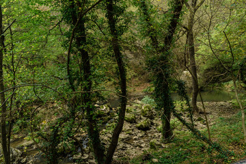 Beautiful and magical forest at the foot of the Balkan.