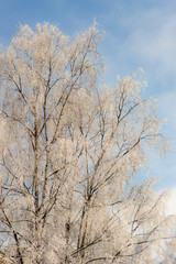 birches on a cold winter day
