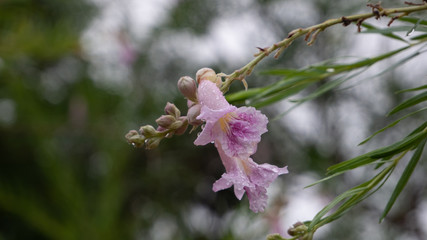 Bell-Shaped Flower with Water Droplets