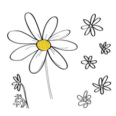 Wektorowy ustawiający stokrotka kwiatu rysunki. - 239895897