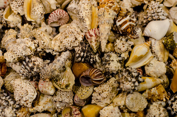 Sea shells for sale.