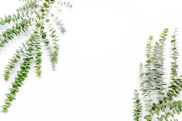 Border frame made of branches eucalyptus isolated on white background. lay flat, top view