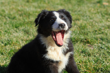 Happy Border Collie puppy on green grass