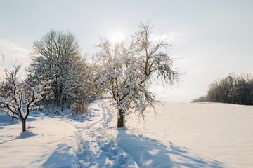 Fototapeta na wymiar woods in the winter