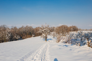 woods in the winter
