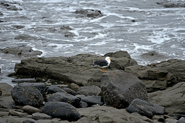 seagull and rocky wave