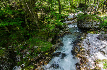 Fototapeta na wymiar wildbach mit baeumen in der natur