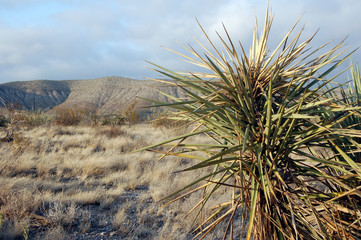 Cactus in desert